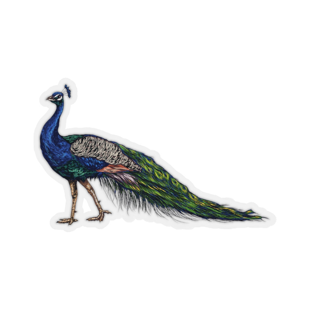 FEATHER CRAFT: 10IN-14IN REAL PEACOCK FEATHERS 2/pk