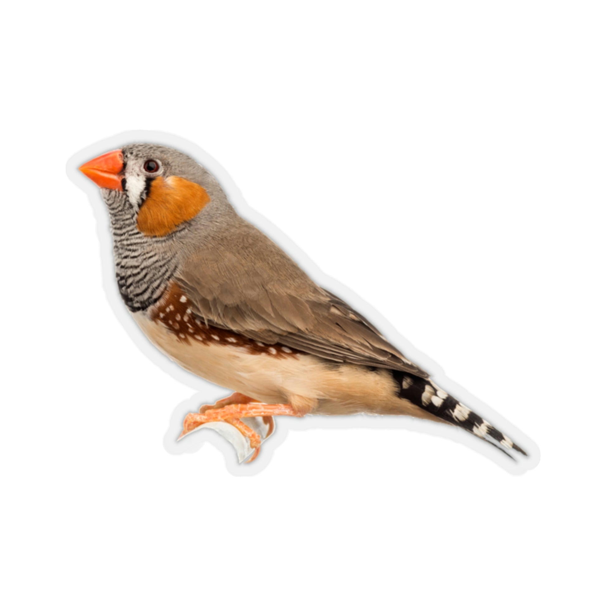 Zebra Finch Sticker, Bird Animal Laptop Decal Vinyl Cute Waterbottle Tumbler Car Waterproof Bumper Aesthetic Die Cut Wall Mural Starcove Fashion