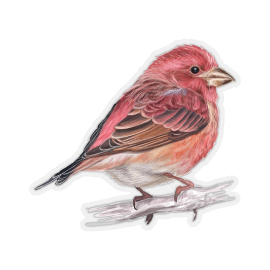 House Finch Bird Sticker, Red Watercolor Animal Cute Wall Decal Label Phone Small Large Cool Art Computer Hydro Flask Transparent Starcove Fashion